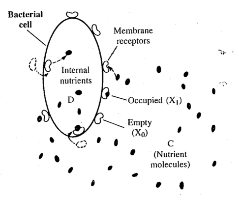 The conveyor belt model from [@edelstein-keshetMathematicalModelsBiology2005].