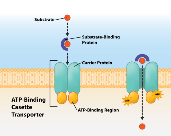 Nutrient transport at cell membrane (from [Biology LibreTexts](https://images.app.goo.gl/HFugV2ukjkXzaWVy5)).